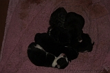 Nestje Kittens_006